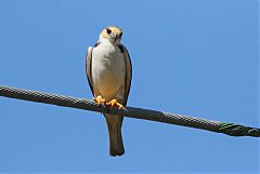 Pearl Kite